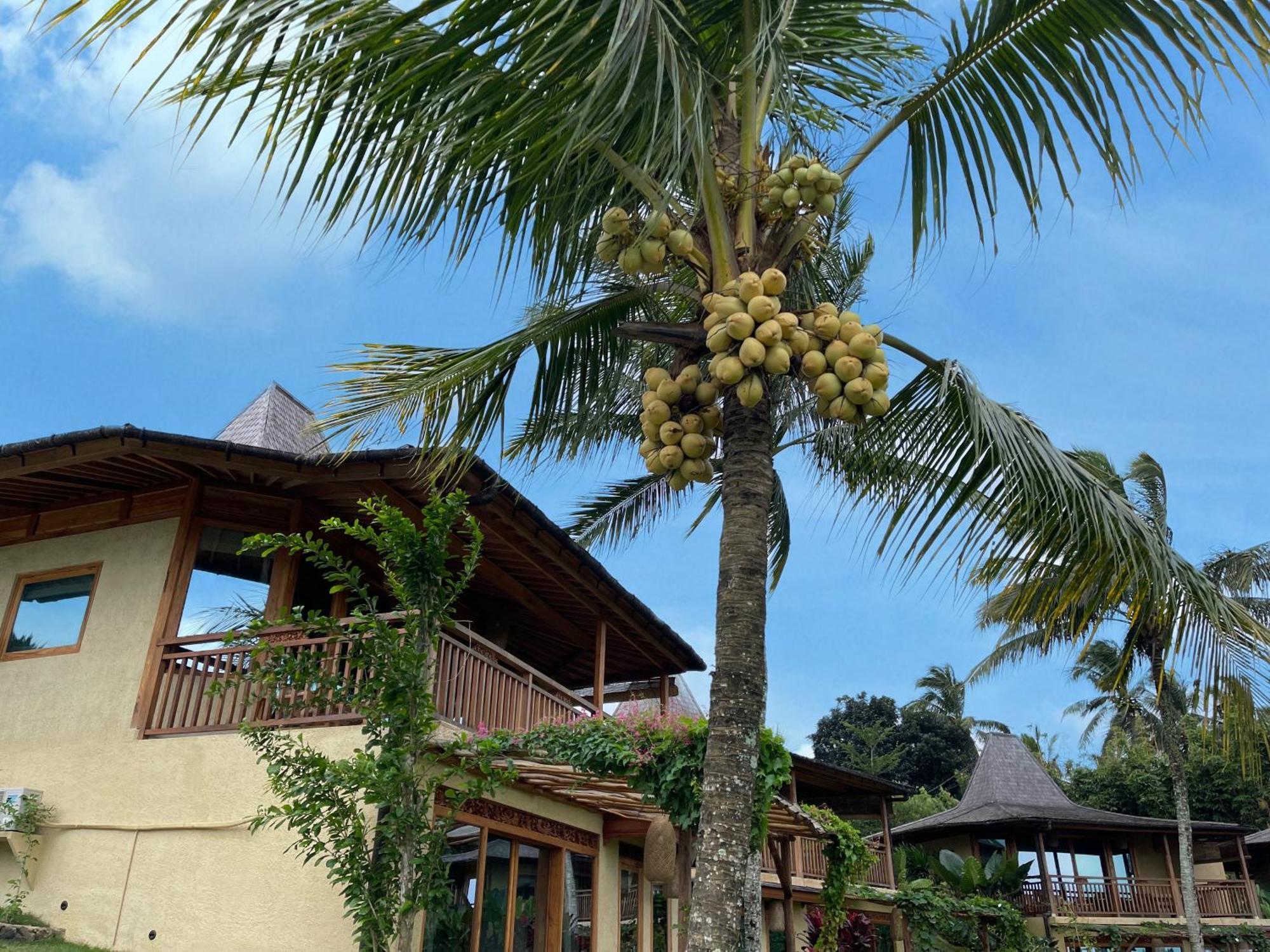 Puri Dajuma Terrace Eco Lodge & Spa Selemadeg  Exteriör bild